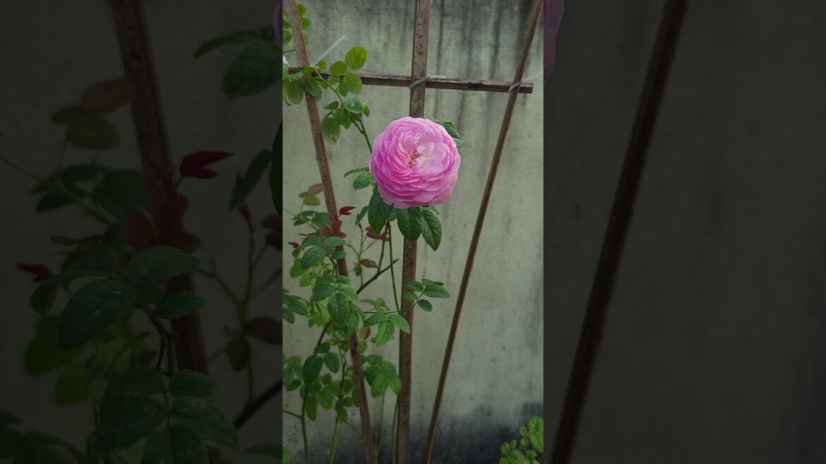 A beautiful Japanese mon coeur #beautiful beaut #rose #gardening