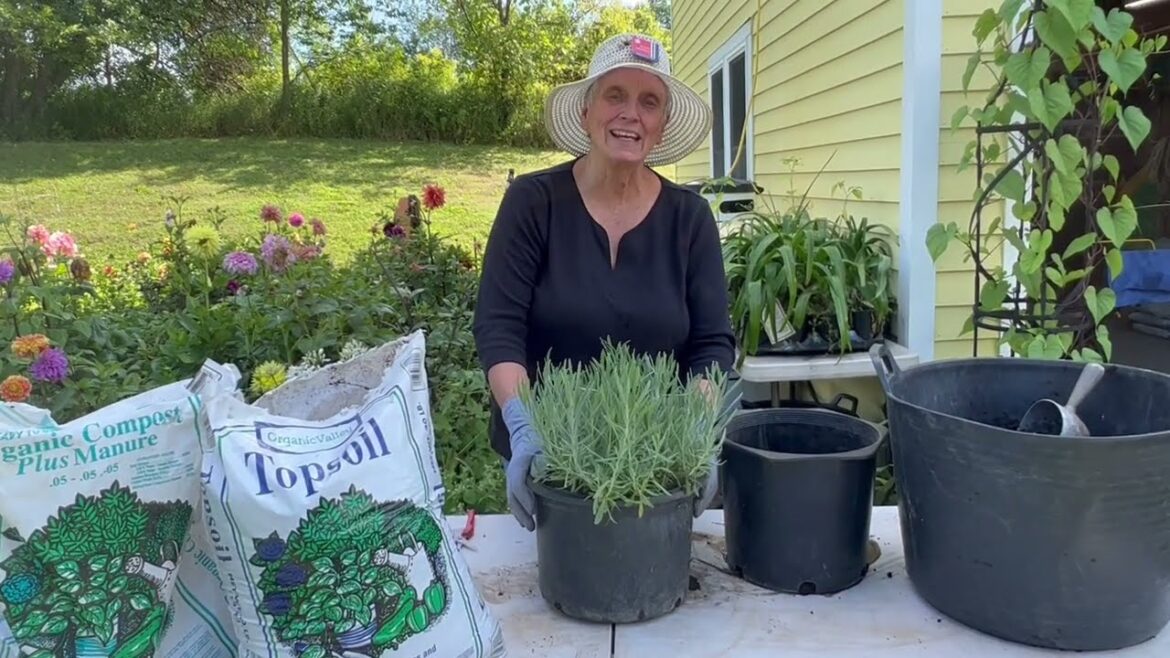 Planting Lavender in Containers - Container Gardening with Herbs