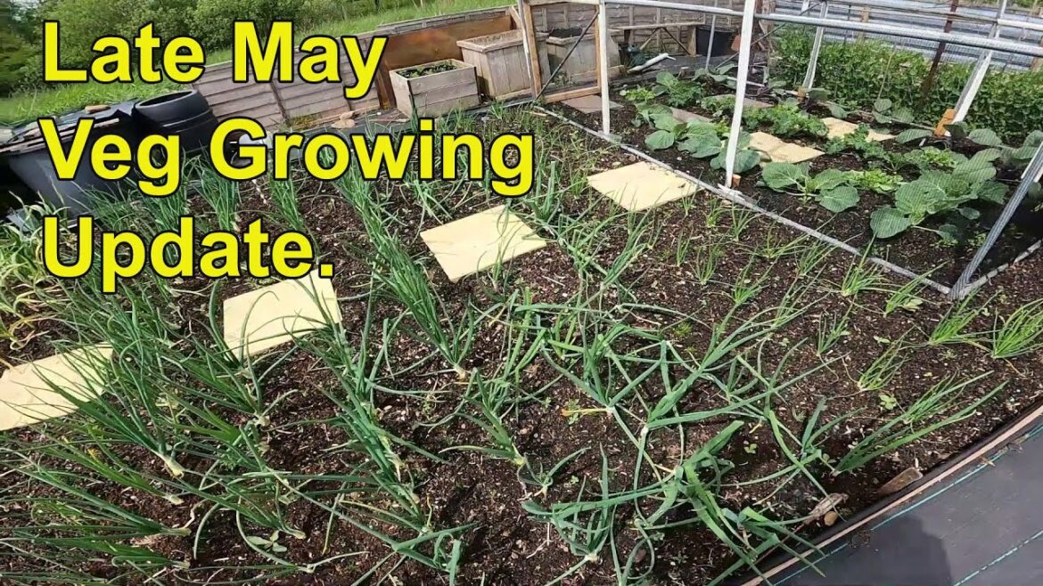Vegetable Gardening Update UK Late May