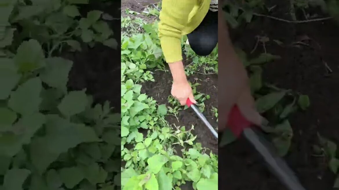 Rural Farmer connect with nature #12745