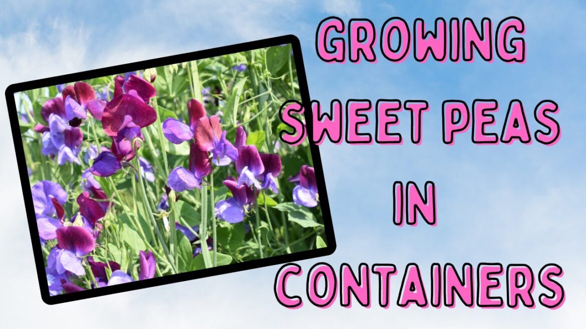 Container Gardening with Sweet Peas 🌺 Spring Planting Tutorial for Summertime Blooms!