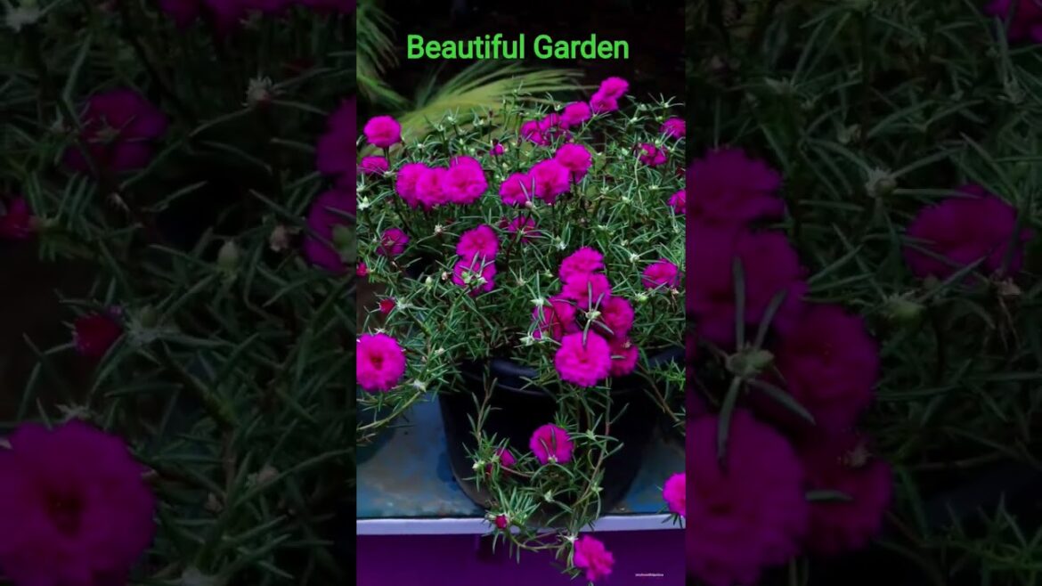 #garden #gardening #shoorts #ytshorts #vlog #viralvideo #india #nature #bachpan #manojsirshorts