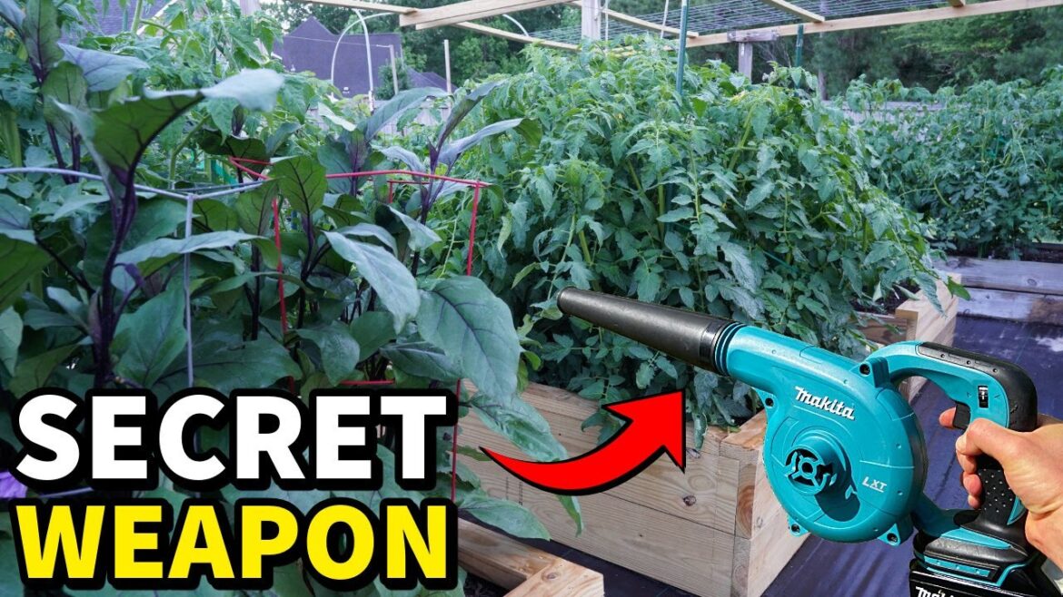 Leaf Blowers: A Garden Hack For Healthier, More Productive Plants Leaf Blowers: A Garden Hack For Healthier, More Productive Plants