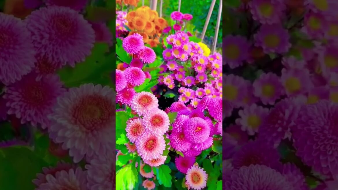 Flower Blooms #gardening #seasonalblooms