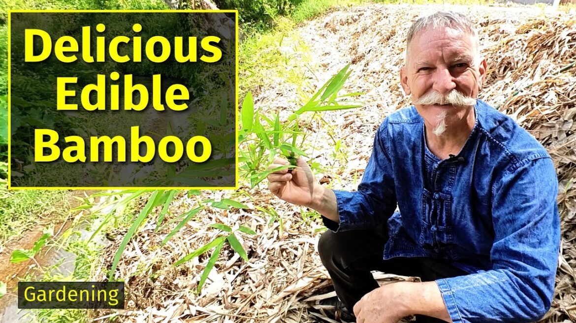 How to Grow Sweet Edible Bamboo for Delicious Shoots How to Grow Sweet Edible Bamboo for Delicious Shoots