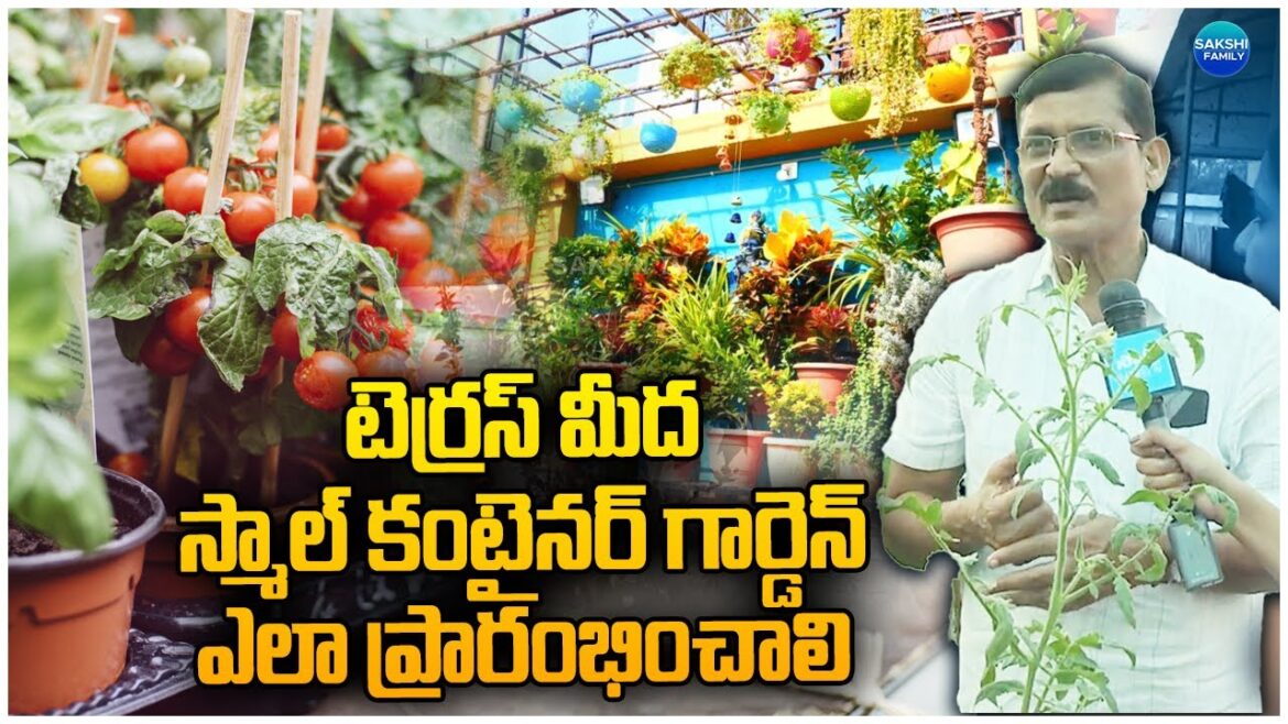 How to Start a Small Container Garden on a Terrace #organicplants #terracegarden @Sakshitvfamily How to Start a Small Container Garden on a Terrace #organicplants #terracegarden @Sakshitvfamily