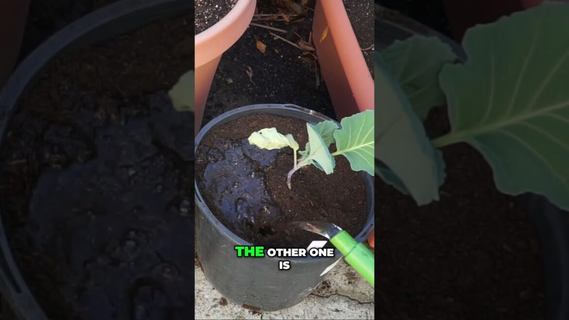 Chicken Manure vs Steer Manure 🐔🐄 | Which is Better for Your Garden?