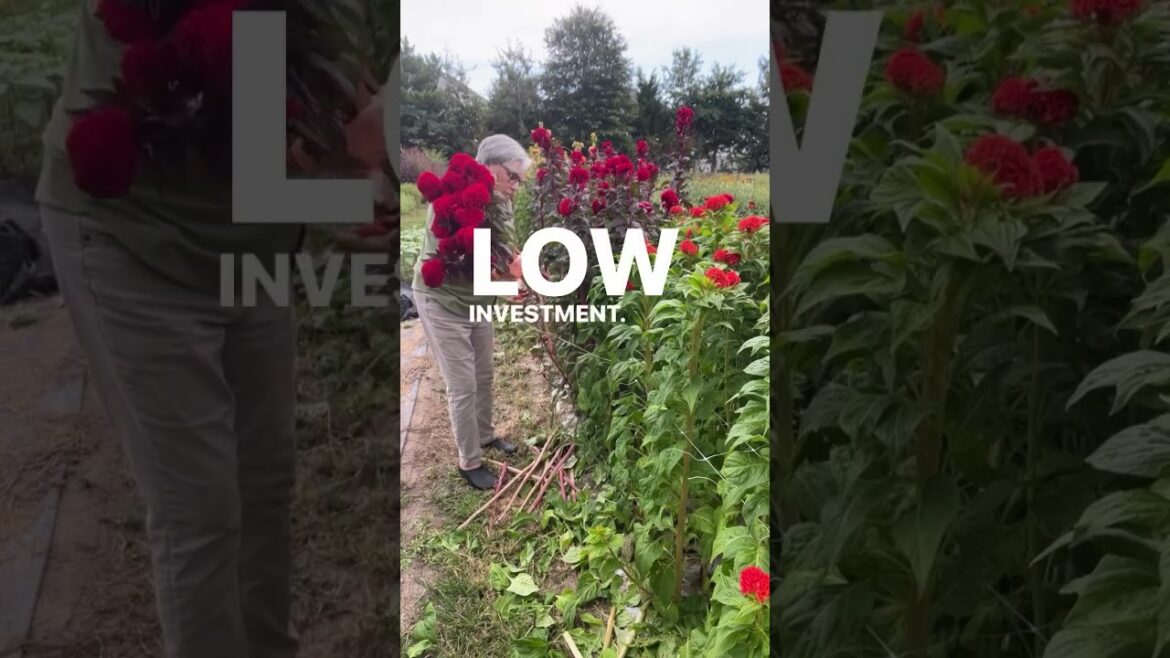 Walk along with my community as you seed start, plant, and grow cut flowers! Comment CLUB to learn Walk along with my community as you seed start, plant, and grow cut flowers! Comment CLUB to learn