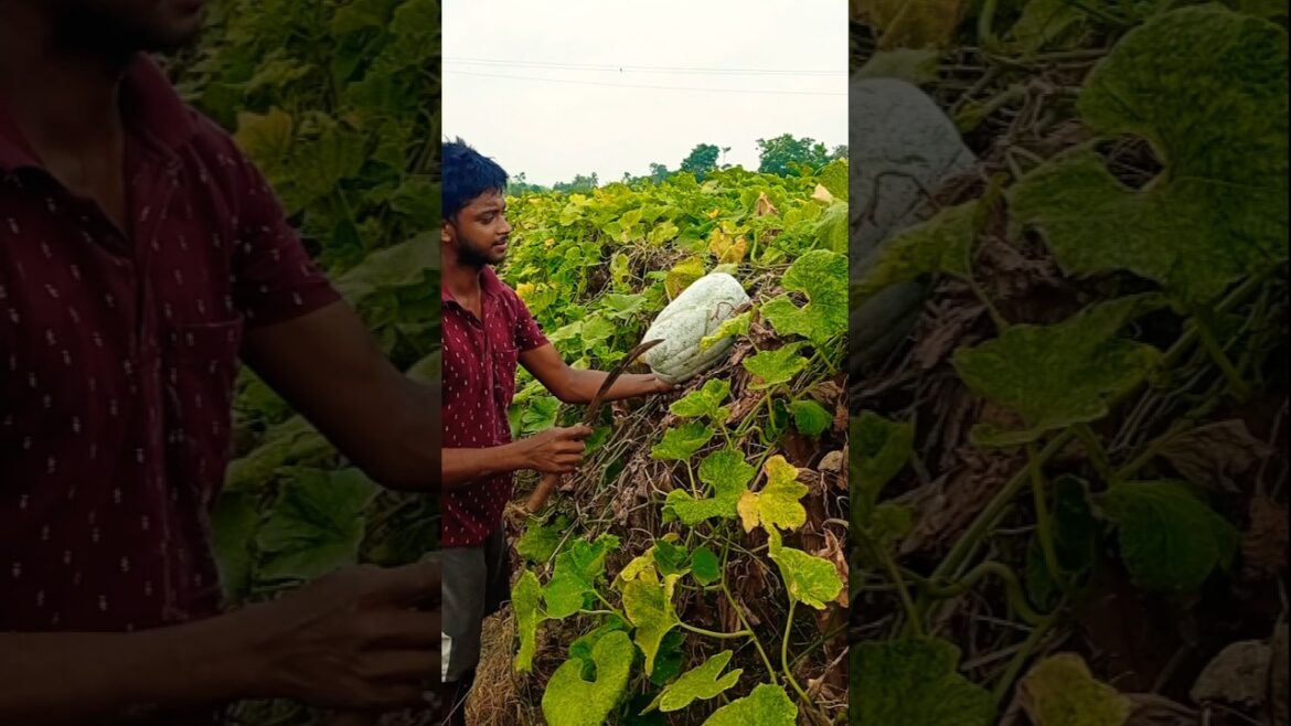 Young Farmer’s Early Morning Ash Gourd (पेठा/চালকুমড়া) Harvest 🌿🌅 #shorts Young Farmer's Early Morning Ash Gourd (पेठा/চালকুমড়া) Harvest 🌿🌅 #shorts