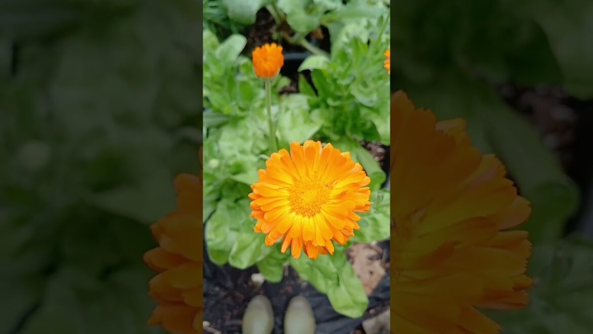 You Don’t Need a “Green thumb” to Garden 🫶🏽 | Container Gardening | Small Space Garden You Don’t Need a "Green thumb" to Garden 🫶🏽 | Container Gardening | Small Space Garden