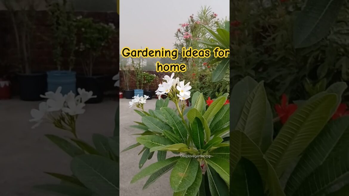 #homegardeningideas #garden #outdoors #trend #ytshortsvideo