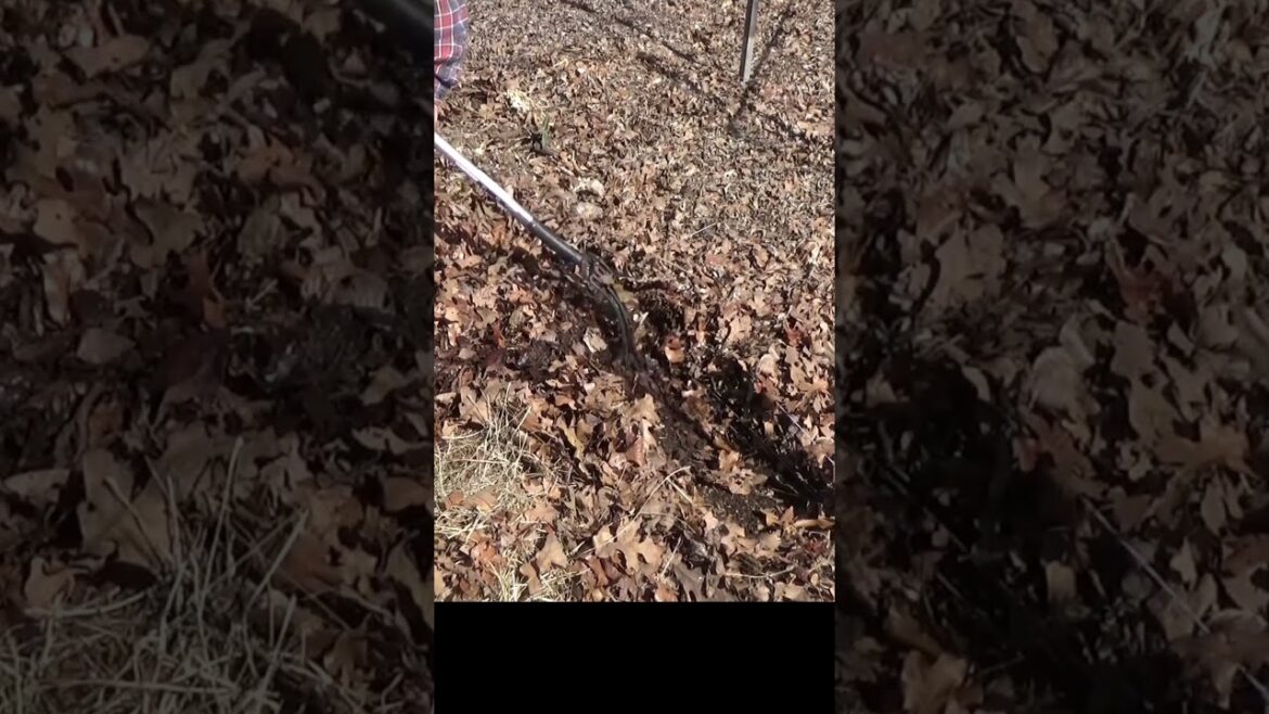 What is under the mulch #vegetablegardening #garden #gardeningtips #healthysoil #growyourownfood What is under the mulch #vegetablegardening #garden #gardeningtips #healthysoil #growyourownfood