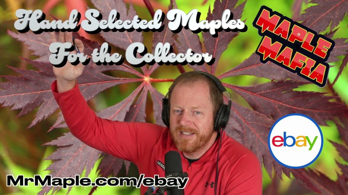 Maple Mafia eBay Breakdown May 18, 2025 | Hand Selected Japanese Maples For The Collector Maple Mafia eBay Breakdown May 18, 2025 | Hand Selected Japanese Maples For The Collector