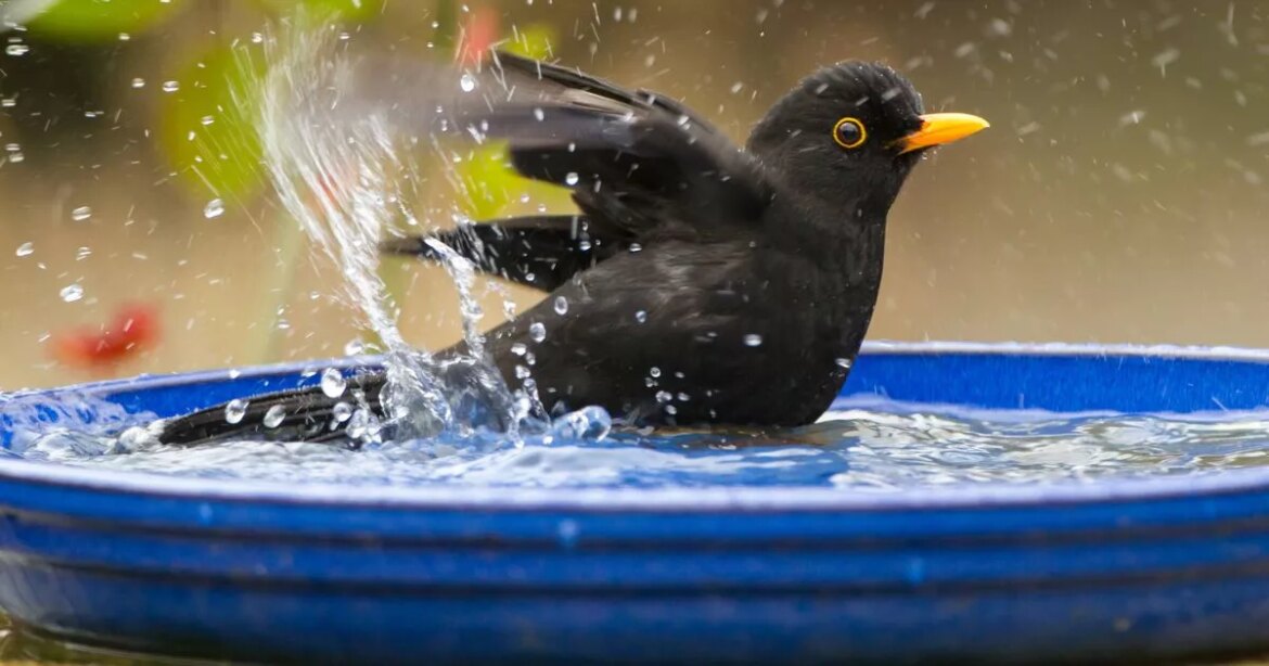 Gardeners urged to act in gardens ‘once a week’ to stop deadly UK bird virus Ipso logo