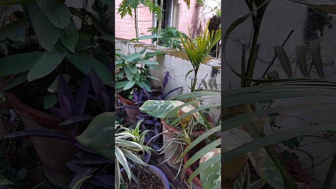 Evening view of government quarter backyard garden 🏡 #madhumalti #greenery #flowers #awesome #rain