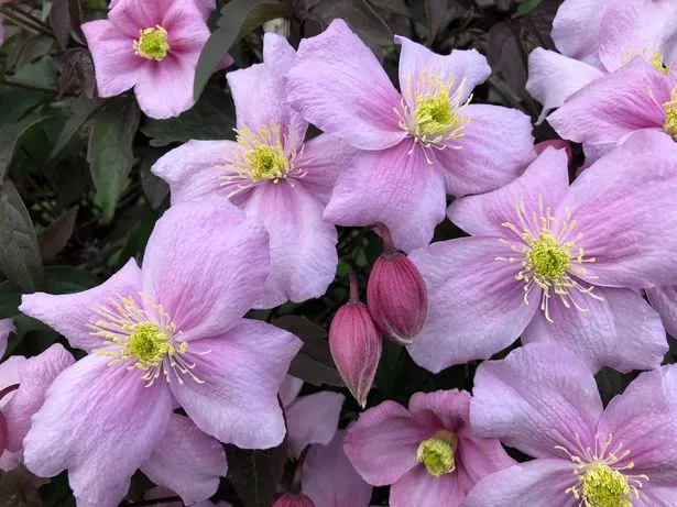  Clematis are a climbing plant, but in order to have healthy and happy flowers, it starts with the soil