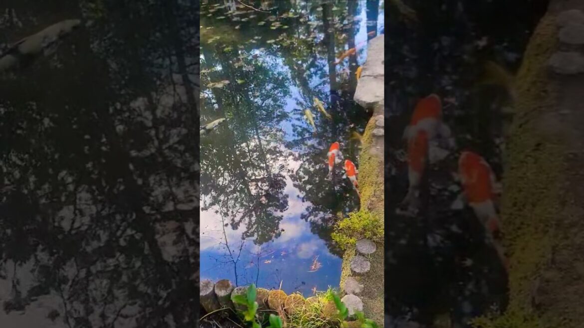 #shorts Japanese garden #garden #gardendesign ga#relax#relaxingmusic #relaxing #mindful #koi#koifish