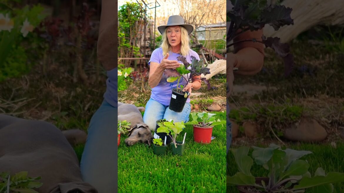 Plant Perennial Vegetable for a Self Sustaining Garden Plant Perennial Vegetable for a Self Sustaining Garden