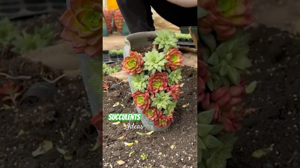 How To Make A Succulent Arrangement & Plant Garden Ideas How To Make A Succulent Arrangement & Plant Garden Ideas
