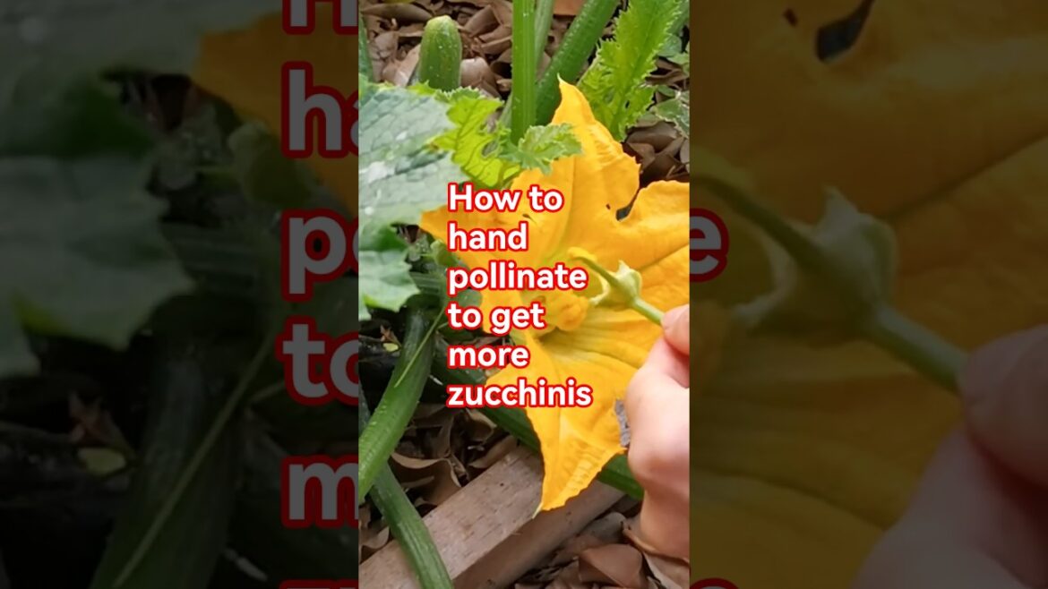 Garden tips 13 - How to pollinate zucchini by hand  #zucchini #pollination #vegetablegardening