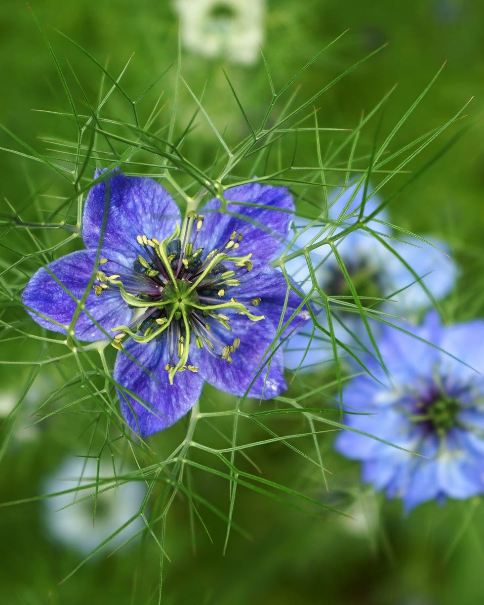 old fashioned flowers love in a mist