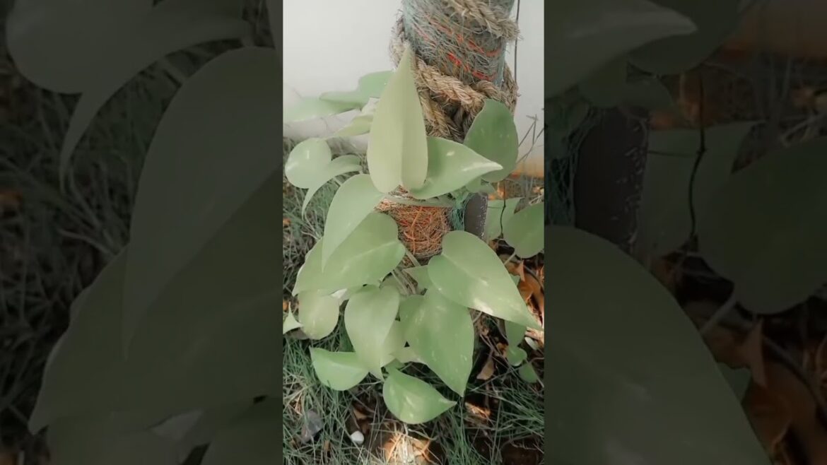 Money plant #shorts#short