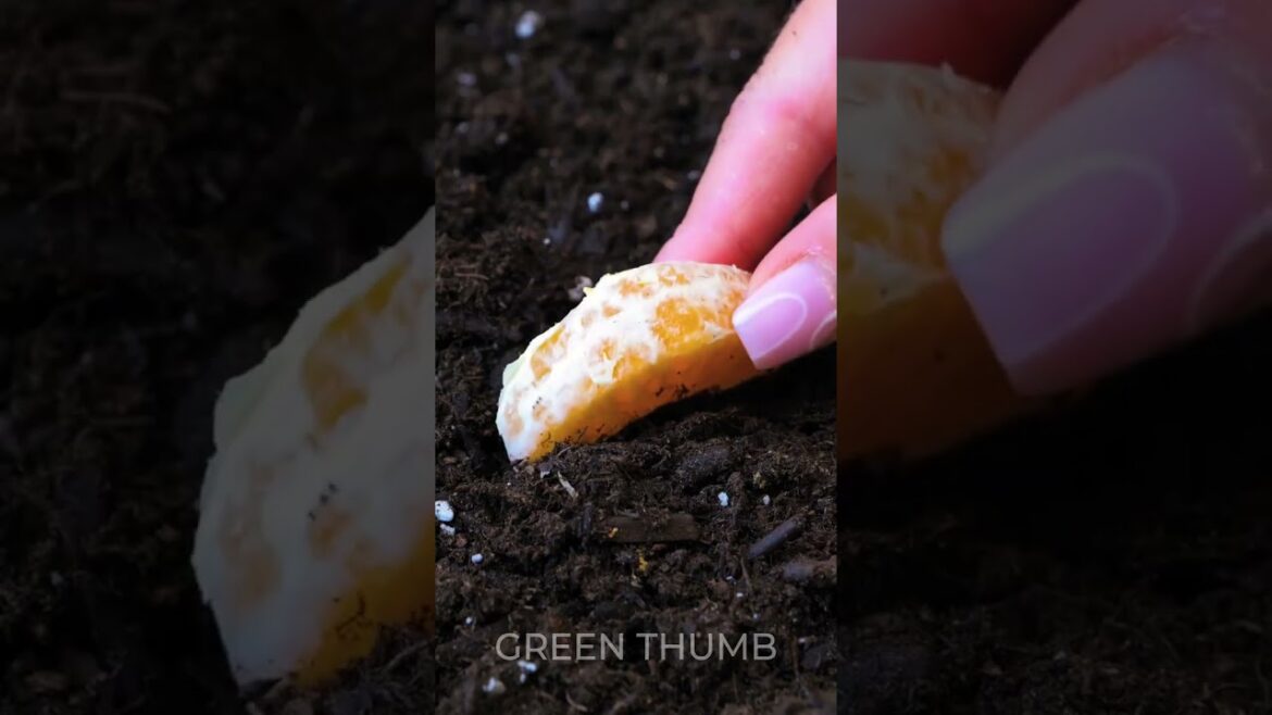Unique Gardening Hacks You’ve Never Tried Before 🌱