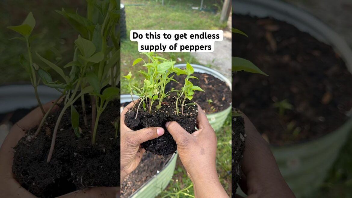 DO THIS TO GET ENDLESS SUPPLY OF PEPPERS #gardening #gardenbed
