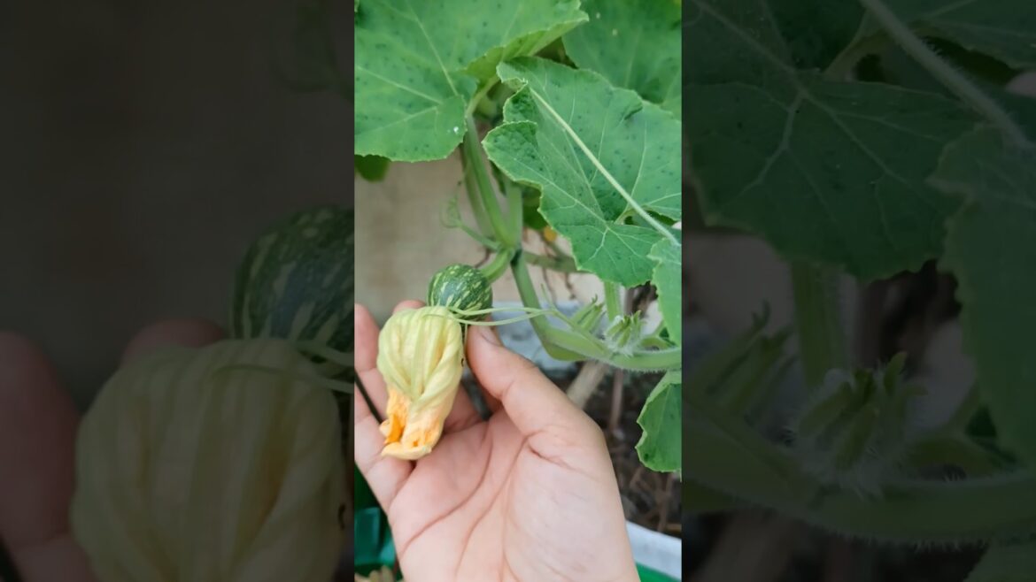 vegetable gardening #shorts #homegardening #vegetablegardening