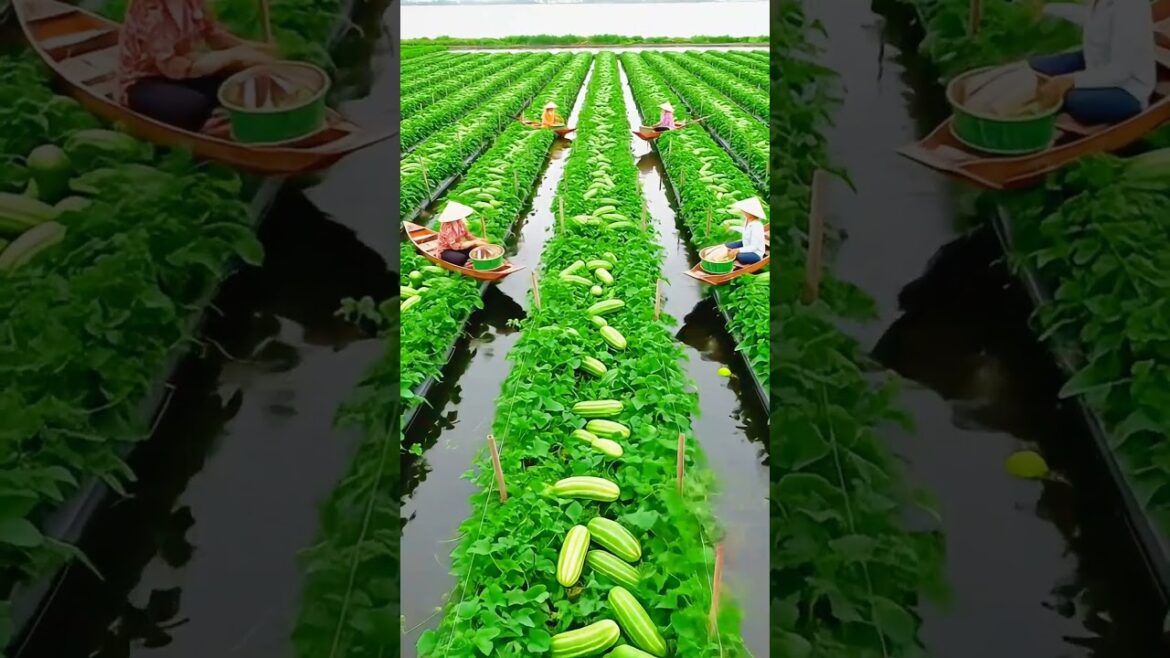 The technique of growing cucumbers in water has yielded amazing results🎋🥒🌾#CucumberFarming #Amazing