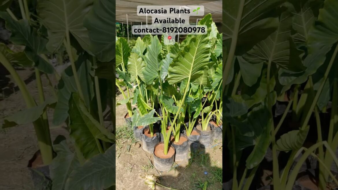Alocasia plants 🌱 available #nursery #plants #supply #shortvideo #1million @WorldPlantation.nursery