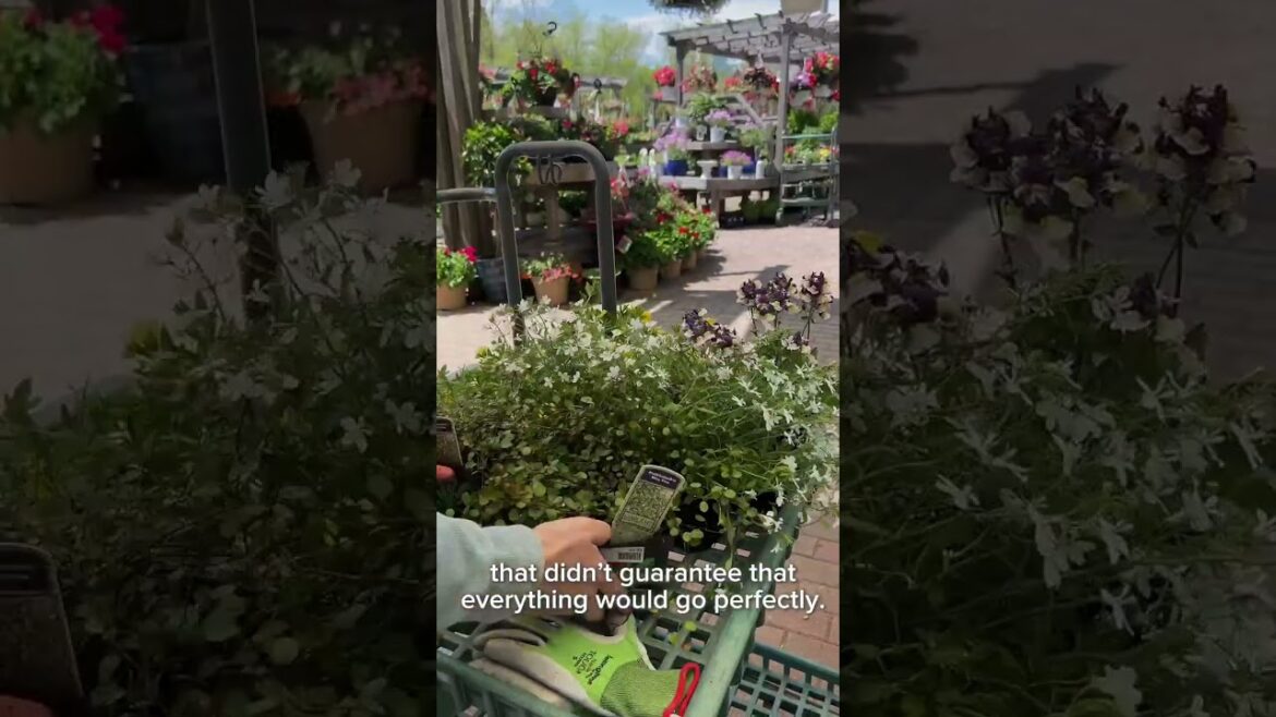 Taking One Garden Failure At A Time | Growth Mindset In The Garden Taking One Garden Failure At A Time | Growth Mindset In The Garden