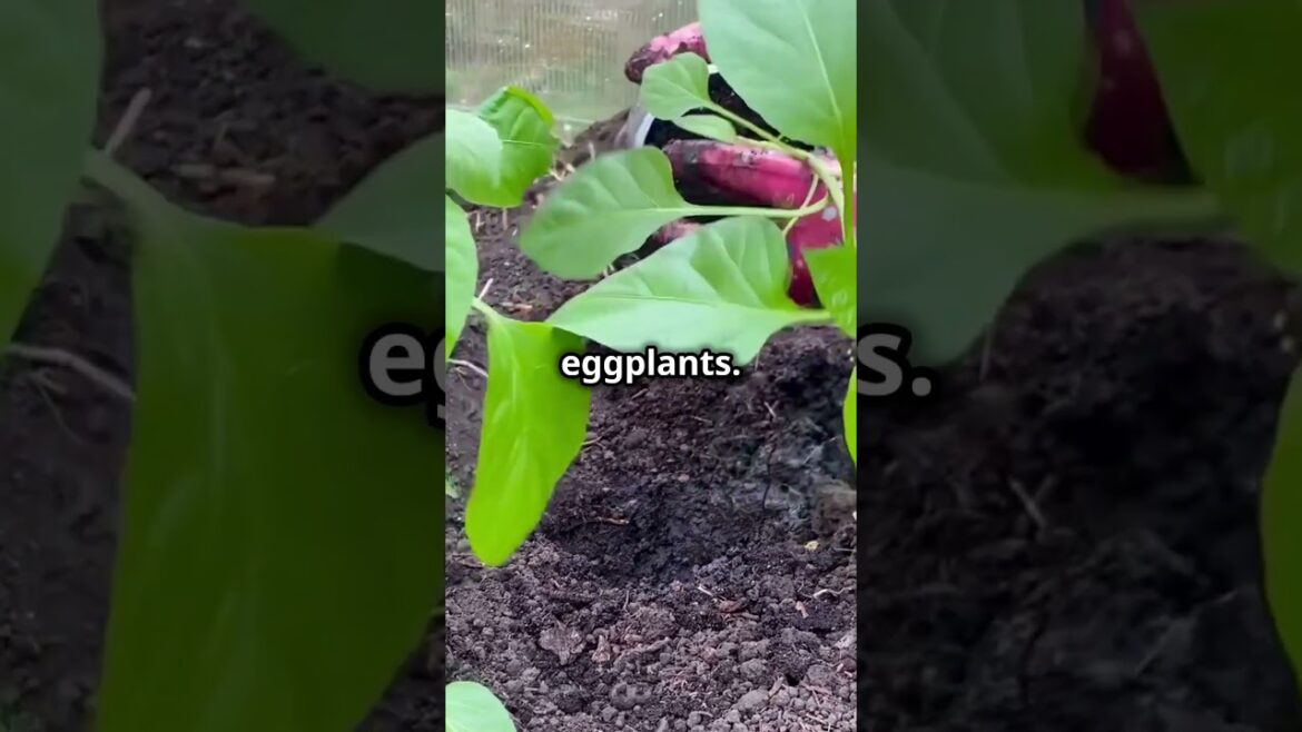 Zone 11 Gardening Tips for November! Zone 11 Gardening Tips for November!