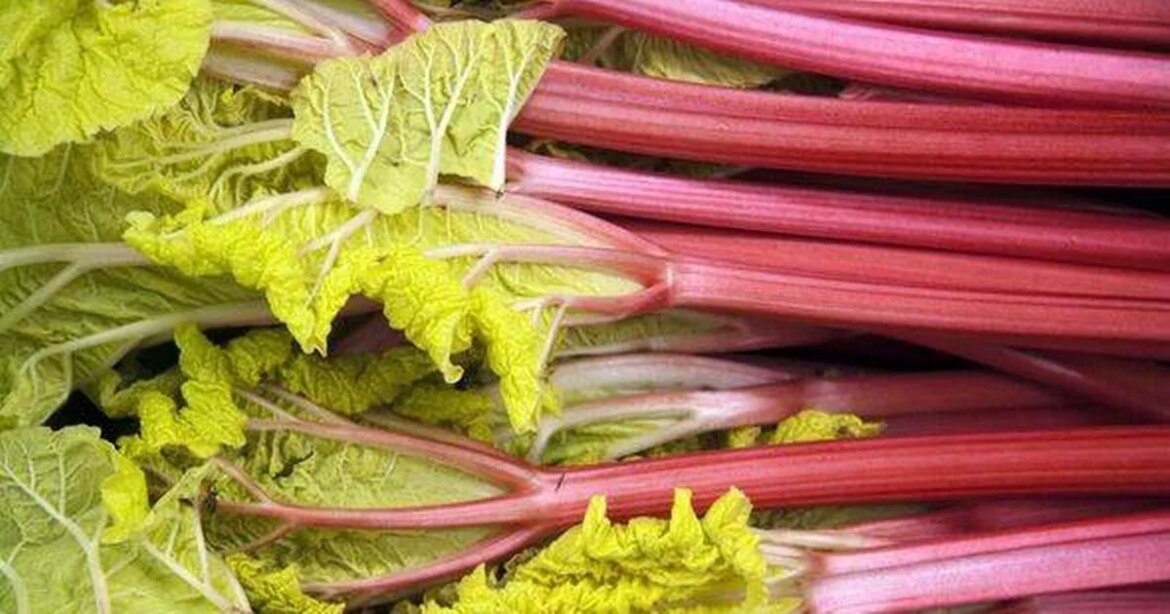 Gardeners advised to ‘remove’ one thing from rhubarb plants for better growth Ipso logo