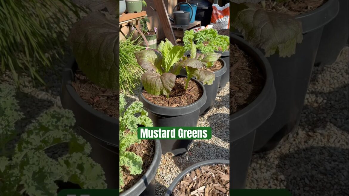 Small Garden Leafy Greens Harvest | Container Vegetable Gardening