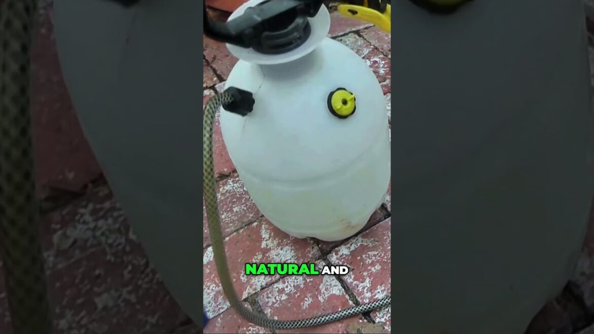 California Gardening: BT, Spinosad, Neem Oil: Safe & Effective Organic Pest Control 🌿🪲 BT, Spinosad, Neem Oil: Safe & Effective Organic Pest Control 🌿🪲