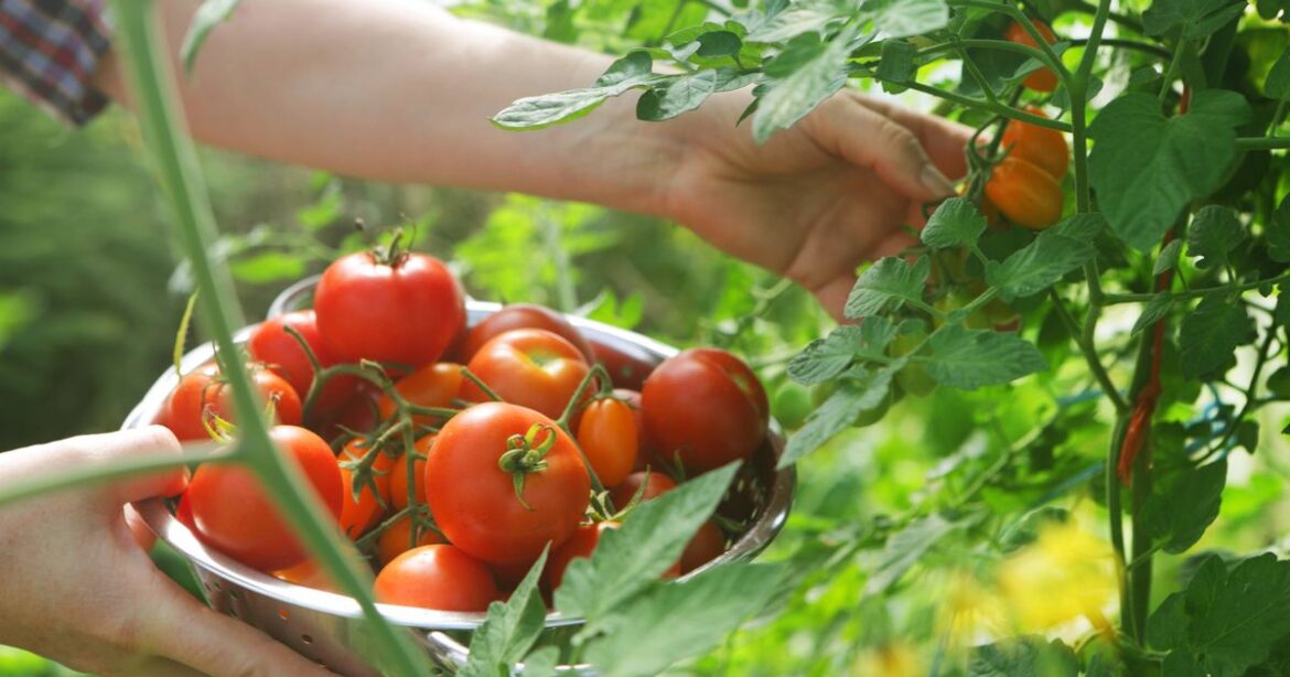 Gardener’s ‘homemade tomato fertiliser’ which helps to produce a ‘bumper crop’ Ipso logo