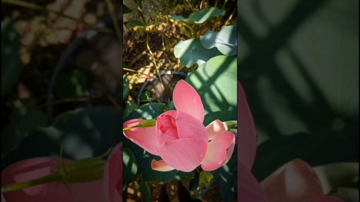 Grow Lotus from Seeds in your Backyard. Check pinned comment!