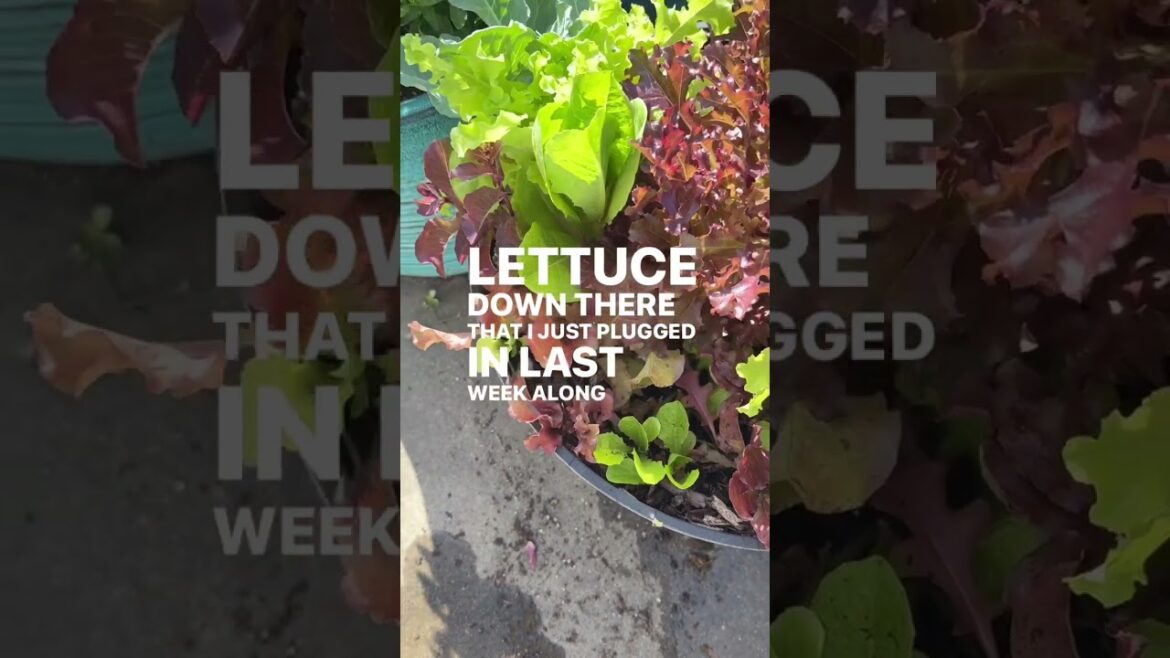 Container garden love continues… I’ll say it again, large containers are the ticket Container garden love continues… I’ll say it again, large containers are the ticket