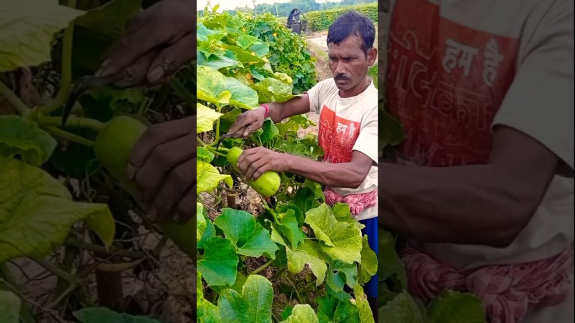 Village Farming: Morning Ash Gourd Harvest Time 🌾🍃#shorts Village Farming: Morning Ash Gourd Harvest Time 🌾🍃#shorts