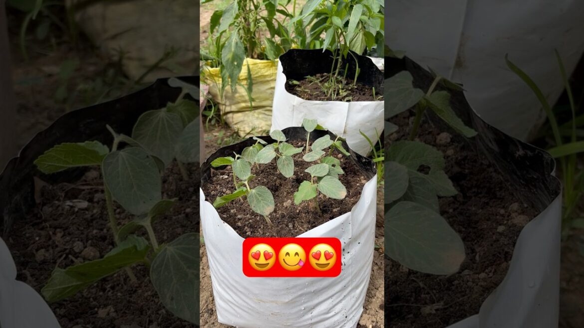 Growing vegetable at home #shorts #shortsfeed #gardening #lakshivgardening #kichengarden #ytshorts