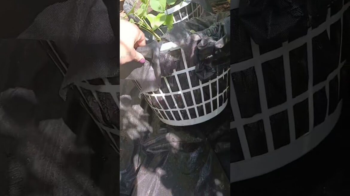 Laundry Basket Container Garden ‼️ | Affordable Way to Start a Garden | Container Gardening