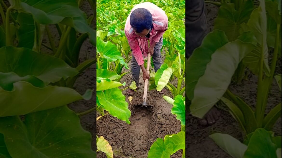 Earthing Up Colocasia (Taro Plant) 🌱 | Boosting Taro Growth Naturally #shorts Earthing Up Colocasia (Taro Plant) 🌱 | Boosting Taro Growth Naturally #shorts