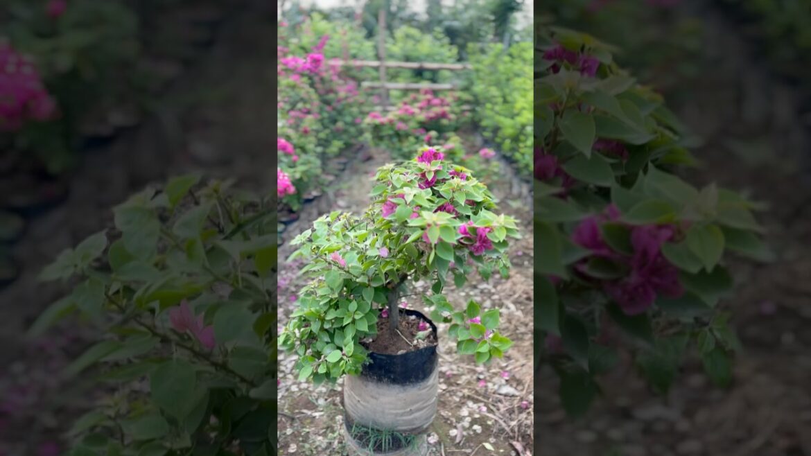 (Bougainvillea available) || ​⁠@Rgnursery || Wholesale prices #nursery #plants #supply