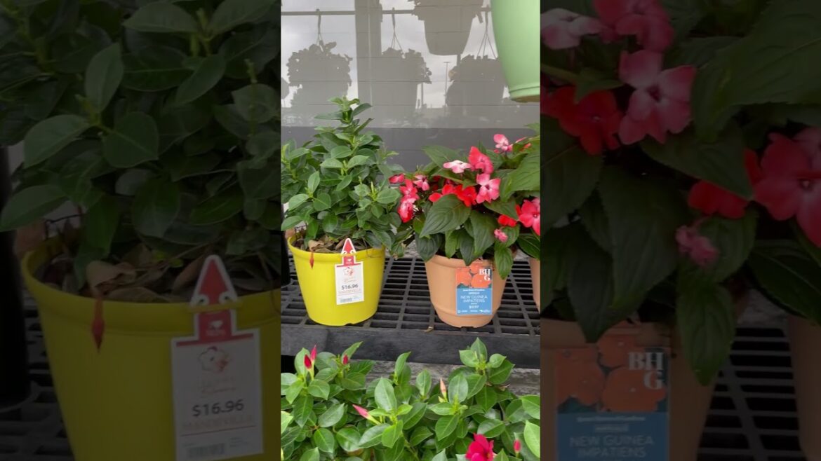 The Ultimate Guide to Summer Flowers The Ultimate Guide to Summer Flowers