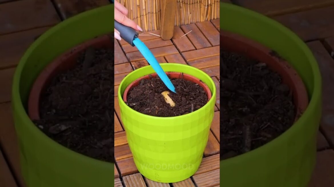 4 Cheap and Effective DIY gadgets for your garden! 🌳