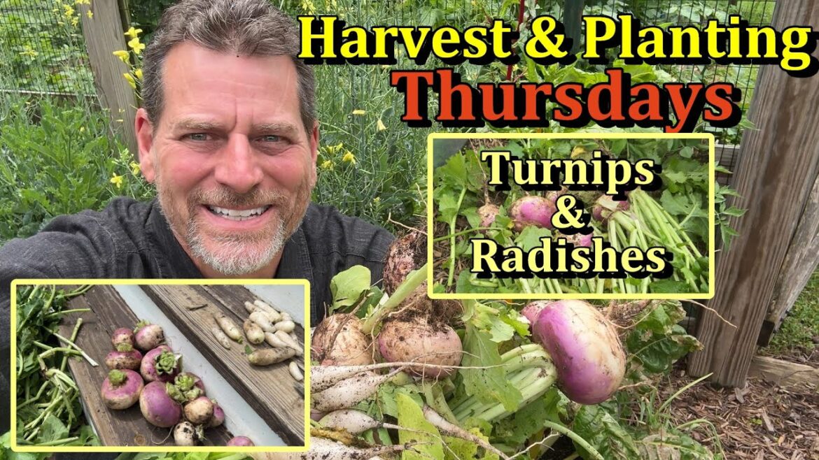 When and How to Plant & Harvest Turnips & Radishes  (Full Harvesting & Planting Seeds)