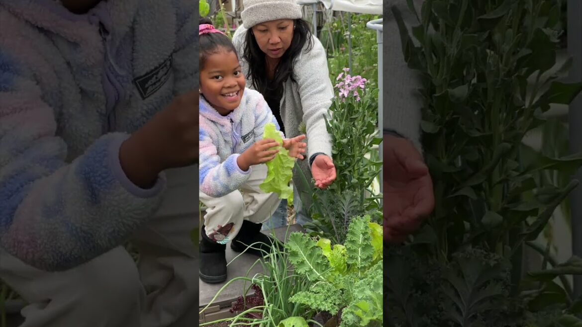 Family, Harvests & Garden Smiles 🌱 | Backyard Moments That Matter Family, Harvests & Garden Smiles 🌱 | Backyard Moments That Matter