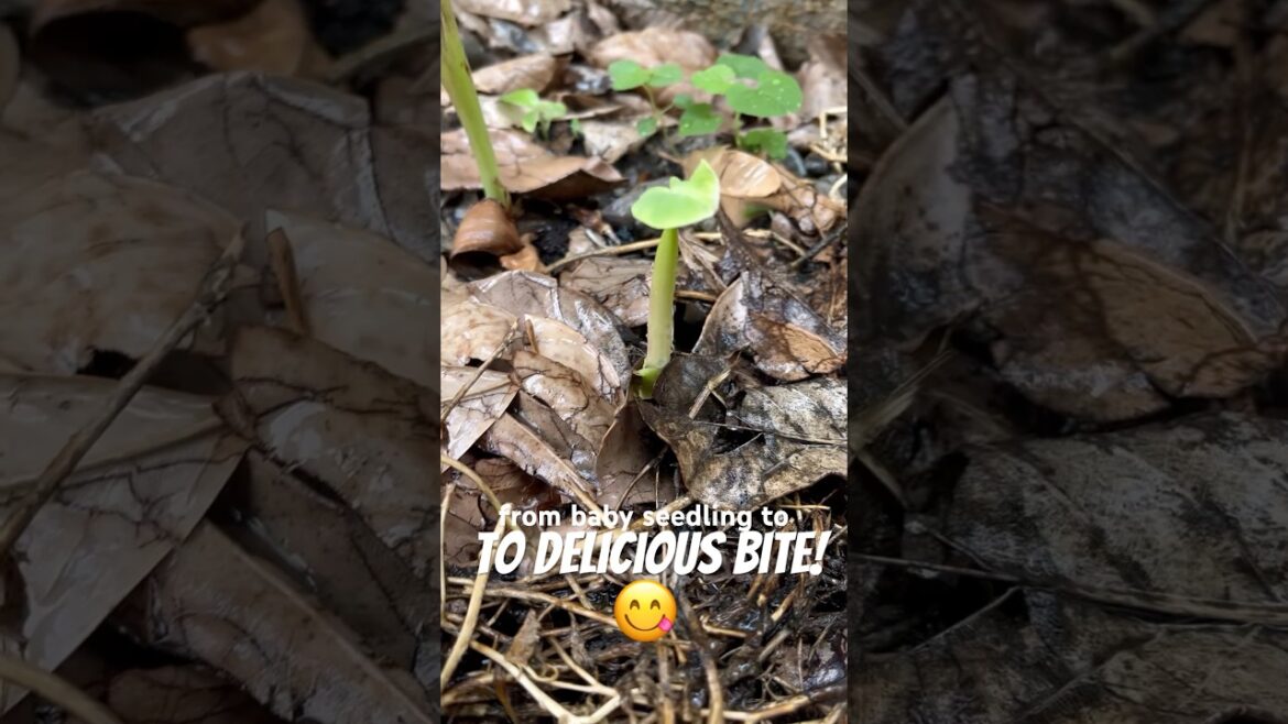 😋seedling to delicious bite#plantgrowth #edibleflowers #arbikepatte #plants #ediblegardening #yt 😋seedling to delicious bite#plantgrowth #edibleflowers #arbikepatte #plants #ediblegardening #yt