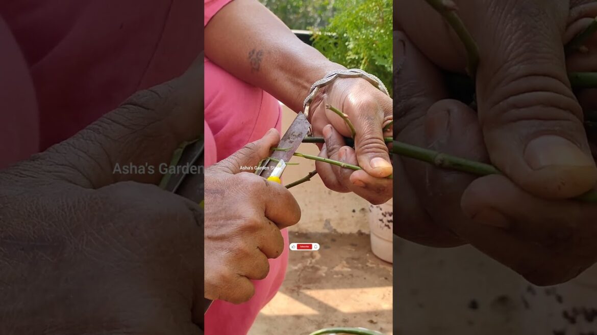 Gulab Kaise Lagaye🌹Rose Plant Growing Tips🔥Grow Rose Plant✨Flower Video#ashasgardenstory#shorts